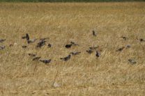 Shavei Zion07062017-0012